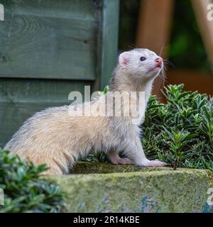 albino ferret Stock Photo