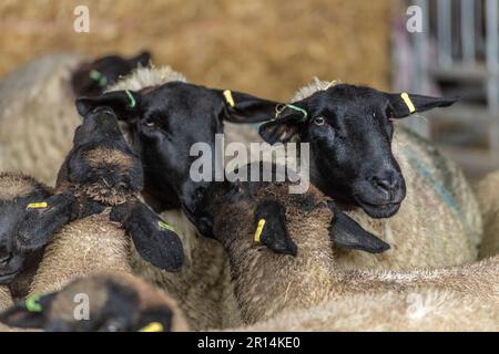 pen of Suffolk sheep Stock Photo