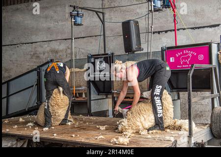 sheep shearing competition Stock Photo