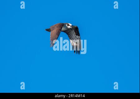 Osprey Flying Over Pond, Looking for Fish Stock Photo