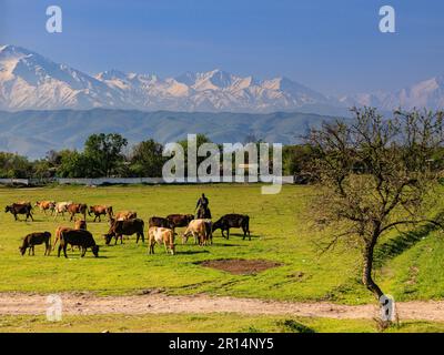 typical kyrgyz landscape a man on horseback herds cattle in a green field with snowy mountains in the background Stock Photo