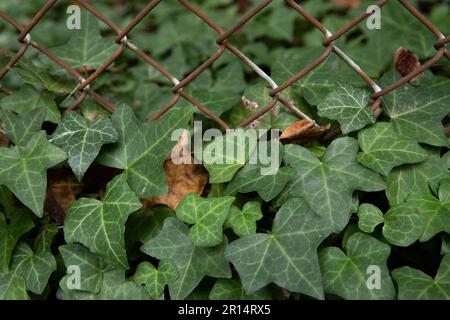 close up of green common English ivy at the base of a chain link fence Stock Photo