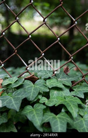 close up of green common English ivy at the base of a chain link fence Stock Photo