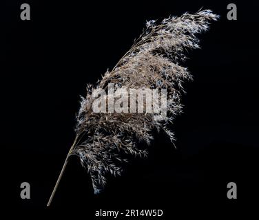 A sprig of dried shaggy beige grass on a black background. Subject shot. High quality photo Stock Photo