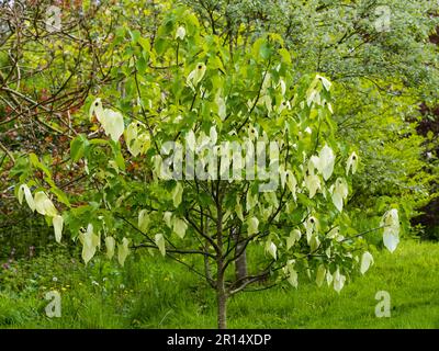 Cream bracts of the spring flowering hardy ornamental handkerchief tree, Davidia involucrata Stock Photo