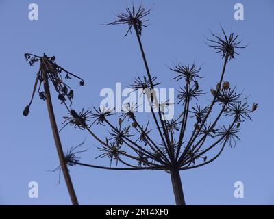 Seed heads of a common hogweed or cow parsnip (Heracleum sphondylium) Stock Photo