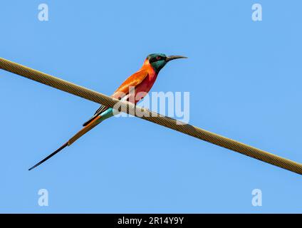 A colorful Northern Carmine Bee-eater (Merops nubicus) perched on a powerline. Kenya, Africa. Stock Photo