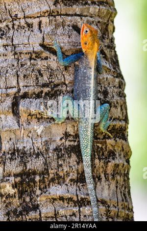 A colorful male Kenyan Rock Agama (Agama lionotus) on a tree trunk. Kenya, Africa. Stock Photo