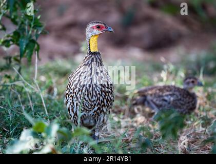 A Yellow-necked Spurfowl (Pternistis leucoscepus) walking in forest. Kenya, Africa. Stock Photo