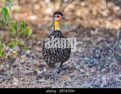 A Yellow-necked Spurfowl (Pternistis leucoscepus) walking in forest. Kenya, Africa. Stock Photo