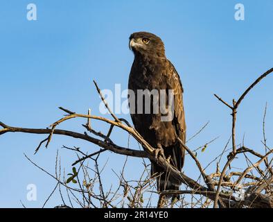 A Brown Snake-Eagle (Circaetus cinereus) perched on a branch. Kenya, Africa. Stock Photo