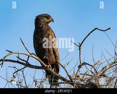 A Brown Snake-Eagle (Circaetus cinereus) perched on a branch. Kenya, Africa. Stock Photo