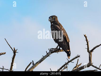 A Brown Snake-Eagle (Circaetus cinereus) perched on a branch. Kenya, Africa. Stock Photo