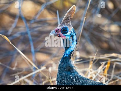Close up head shot of a wild Helmeted Guineafowl (Numida meleagris) with a large bone-like casque. Kenya, Africa. Stock Photo