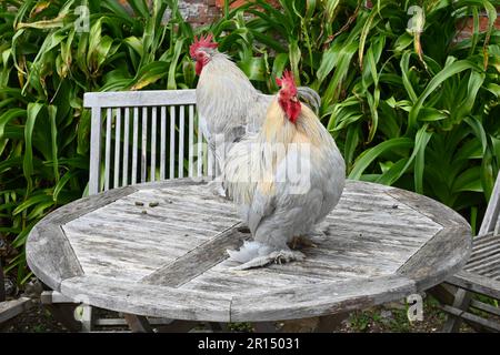 sussex chickens sitting on a table Stock Photo