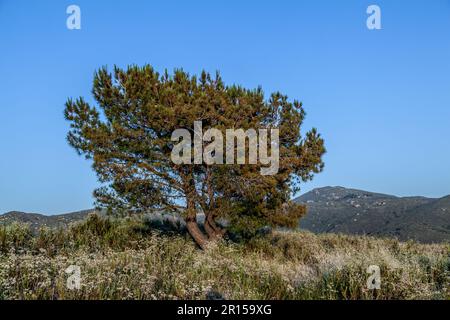 lonely tree in sunset Stock Photo