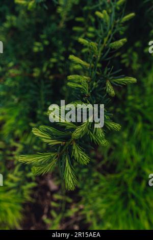 new tips, spring growth on Yew tree at Seattle Arboretum Stock Photo