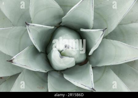 top down view of the center of an agave plant showing spiky leaves radiating from the center Stock Photo