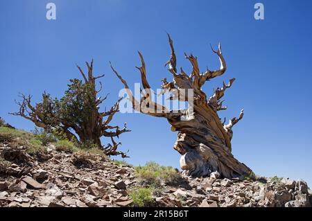 ancient bristlecone pine trees in the White Mountains of California Stock Photo