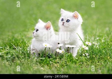 Two cute white kittens sitting on the lawn Stock Photo