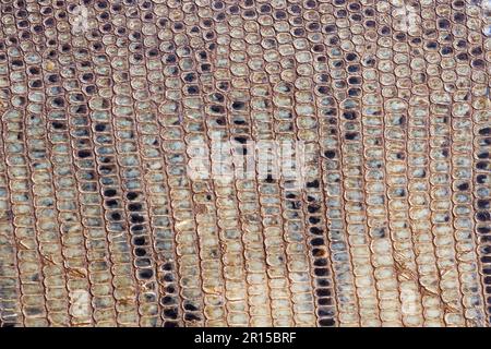 scaly snake skin background texture detail Stock Photo