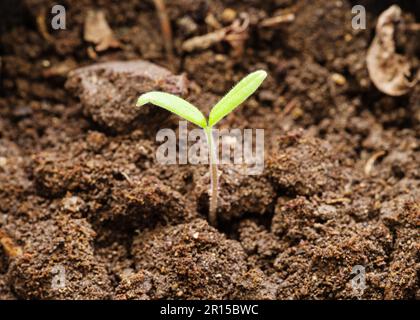 tomato seedling growing up from soil Stock Photo