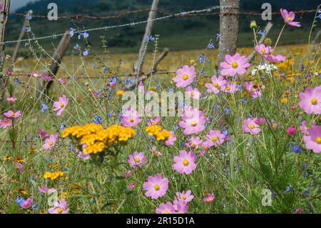 Wildflowers in the Magical Town of Tapalpa Jalisco, Mexico Stock Photo