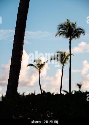 Palm trees in the light of an early morning sunrise. There is blue skies and white clouds behind the tops of the coconut palms in this tropical scene. Stock Photo