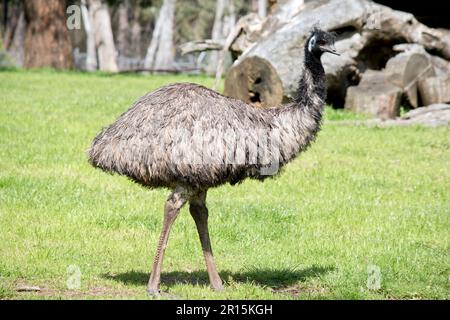 the emu covered in primitive feathers that are dusky brown to grey-brown with black tips. The Emu's neck is bluish black and mostly free of feathers. Stock Photo