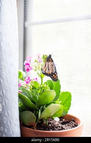 Monarch butterfly sitting on a plant Stock Photo