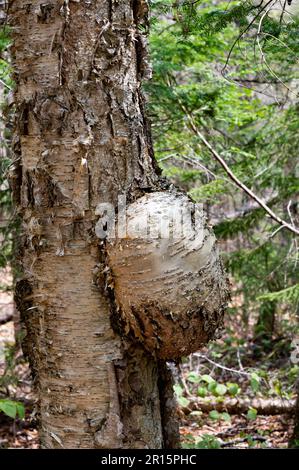 A large burl on a birch tree in the Adirondack Mountains, NY USA Stock Photo