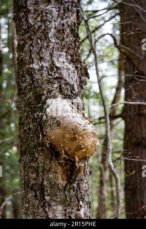 A large burl on a birch tree in the Adirondack Mountains, NY USA Stock Photo