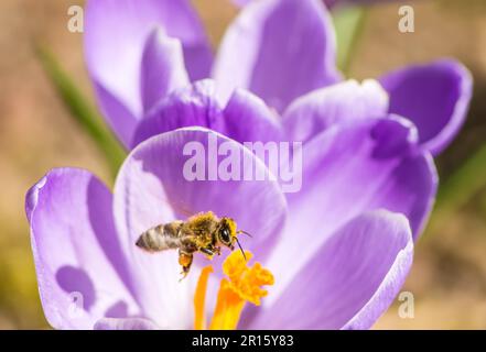 A flying honeybee is collecting pollen at a purple crocus blossom Stock Photo