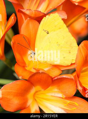 Orange-barred Sulphur (Phoebis Philea) in the middle of orange flower blossoms Stock Photo