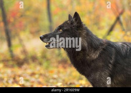 Black-Phase Grey Wolf (Canis lupus) Looks Up to Left Autumn - captive animal Stock Photo