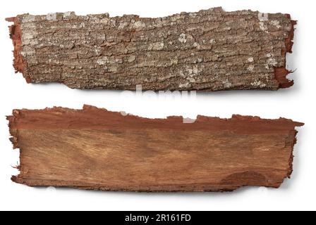outermost layer of tree trunk, reddish brown hardwood tree bark isolated on white background, both sides of rough, textured bark, natural signpost Stock Photo