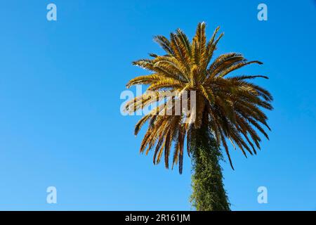 Single palm tree against a blue sky, Barranco de Fataga, gorge, Massif Central, south coast, Gran Canaria, Canary Islands, Spain Stock Photo