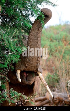 African elephant (Loxodonta africana) feeding on acacia thorn bush, Samburu National Reserve, Kenya, Africa Stock Photo