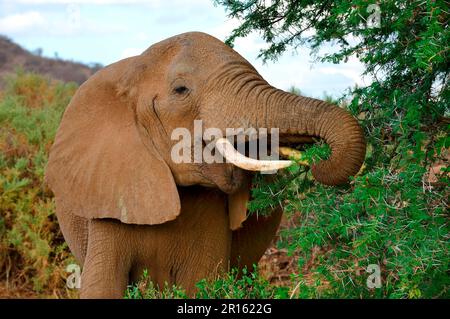 African elephant (Loxodonta africana) feeding on acacia thorn bush, Samburu National Reserve, Kenya, Africa Stock Photo