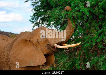 African elephant (Loxodonta africana) feeding on acacia thorn bush, Samburu National Reserve, Kenya, Africa Stock Photo