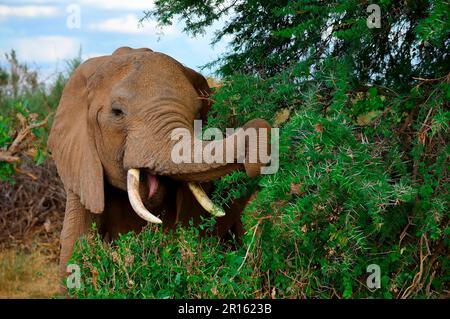 African elephant (Loxodonta africana) feeding on acacia thorn bush, Samburu National Reserve, Kenya, Africa Stock Photo