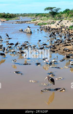 Marabou stork (Leptoptilos crumeniferus) and Ruppels griffon vulture Gyps rueppelli feeding on wildbeest carcass in Mara river. Mara National Stock Photo