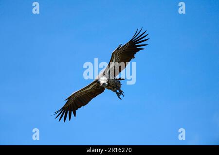 Ruppells griffon vulture flying (Gyps rueppellii) Masai Mara National Reserve, Kenya, Africa Stock Photo