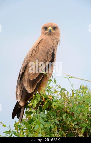 Tawny eagle (Aquila rapax) Masai Mara National Reserve, October, Kenya Stock Photo