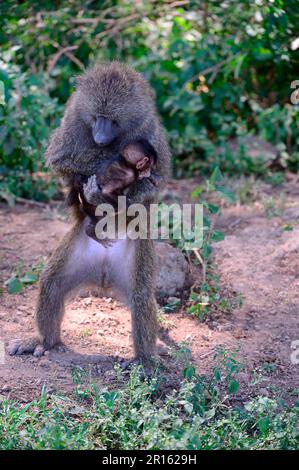 Olive baboon (Papio anubis) steals baby from its Olive baboon, Nakuru National Park, October, Kenya Stock Photo
