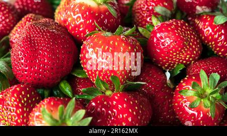 Red background of freshly picked strawberries (Fragaria ananassa). Stock Photo