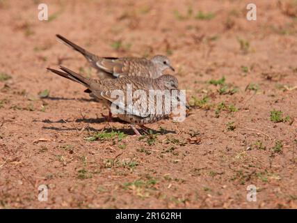 Scaled Dove (Columbina squammata) three adults, foraging on ground, Pouso Alegre, Mato Grosso, Brazil Stock Photo