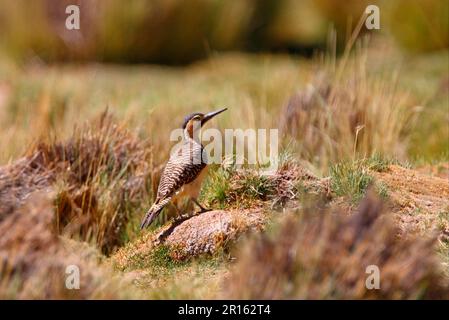 Andean andean flicker (Colaptes rupicola), adult female, standing on the ground, Jujuy, Argentina Stock Photo