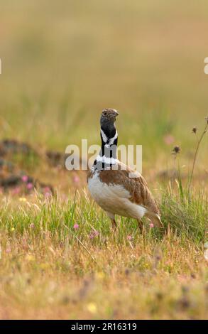 Little bustards (Tetrax tetrax), Animals, Birds, Bustards, Little Bustard Male, Spain Stock Photo