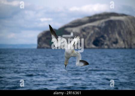 Northern Gannet adult, in flight, diving for fish, North Sea, Gannets, animals, birds Stock Photo